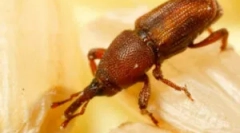 Stajnia weewil i sposoby radzenia sobie z tym